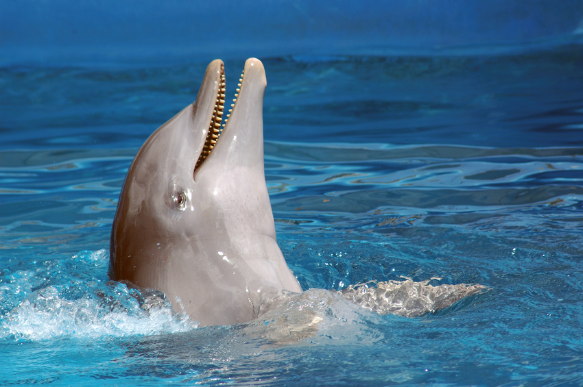 Plongée dauphin